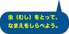 虫（むし）をとって、
なまえをしらべよう。